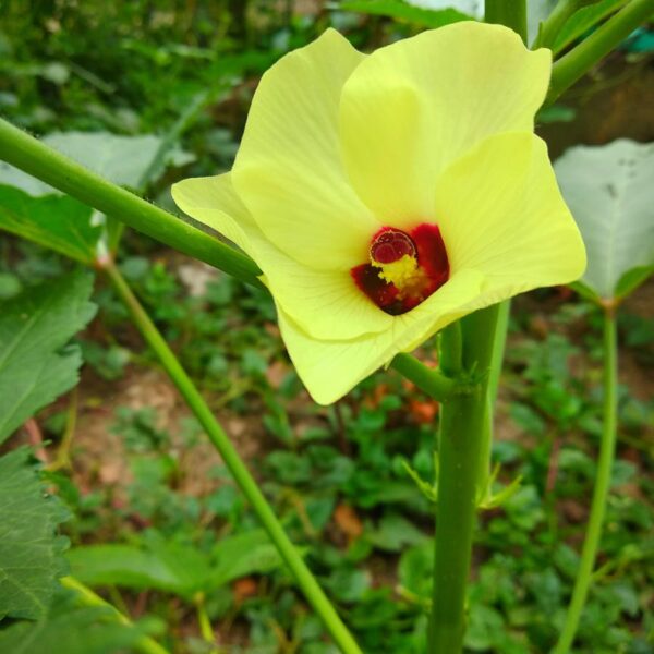 Bộ trà Việt Nam